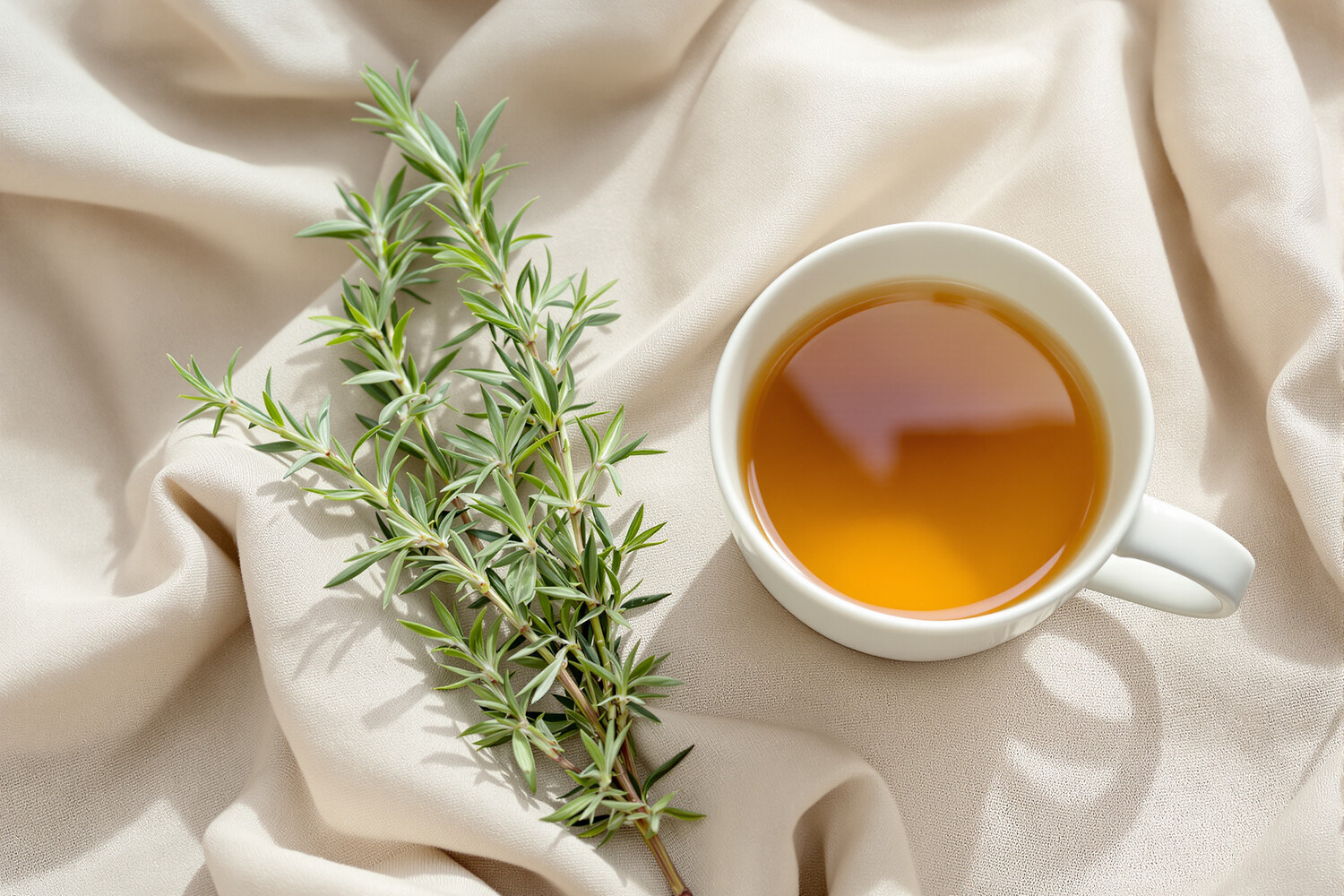 Branche de romarin frais à côté d'une tasse d'infusion claire sur lin écru