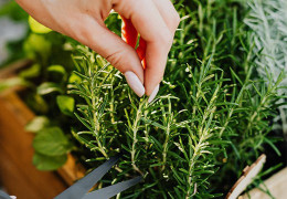 Rosemary: its health benefits