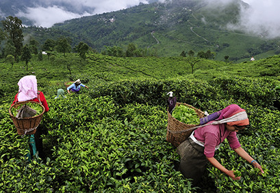 Histoire et saveur des thés noirs indiens